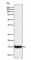 Anti-Histone H3 (acetyl K56) HIST1H3A Rabbit Monoclonal Antibody
